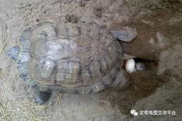 乌龟怎么样才能生蛋
