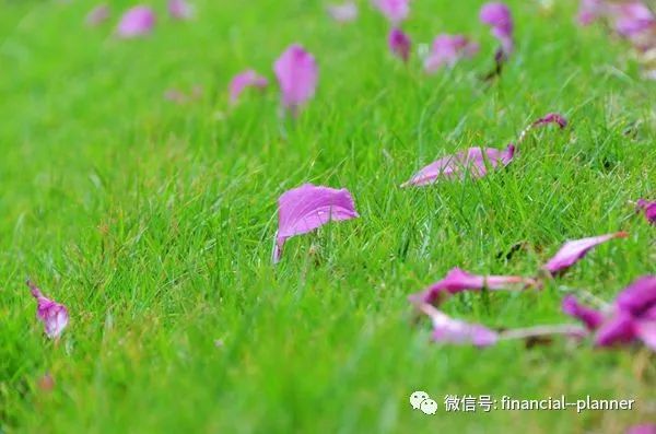 紫荆花好的外形描写