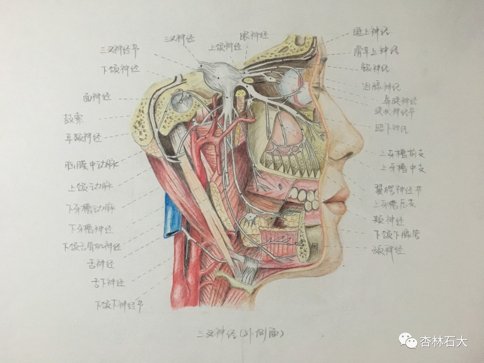 神笔马良弘扬解剖文化挖掘绘图人才