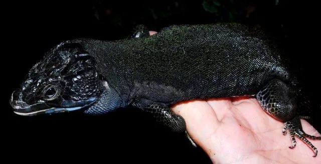 其中有一种名为黑化珠宝蜥,这种选育个体全身黑色,有淡蓝色的暗纹