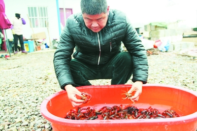 天空一点一点暗下来,杜广静正在龙虾养殖基地旁边的移动板房里摆弄着