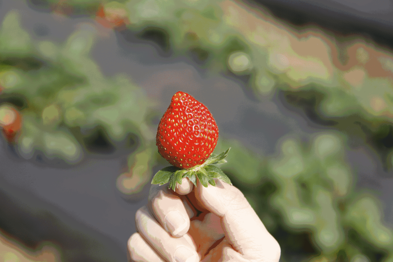 香甜多汁,鲜美诱人!顺德这家藏身于小区的草莓园开摘啦,草莓控必看!