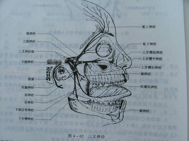 进针点:翼下颌皱襞中点外侧3-4毫米或颊脂垫尖处.针尖退至黏膜下.