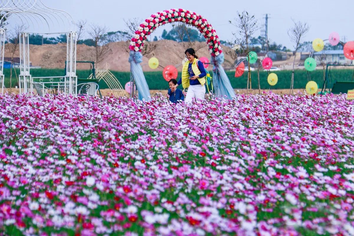 惠州醉美的鲜花滑草场元旦假期送门票了