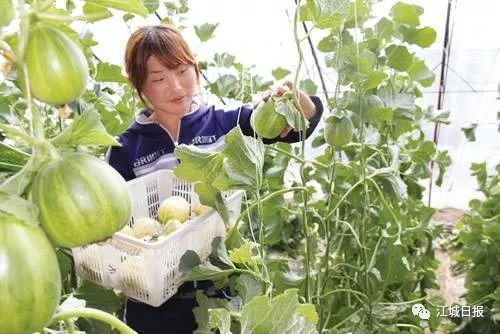 见过吊起来长的香瓜吗?吉林市"瓜王"上央视讲述种瓜