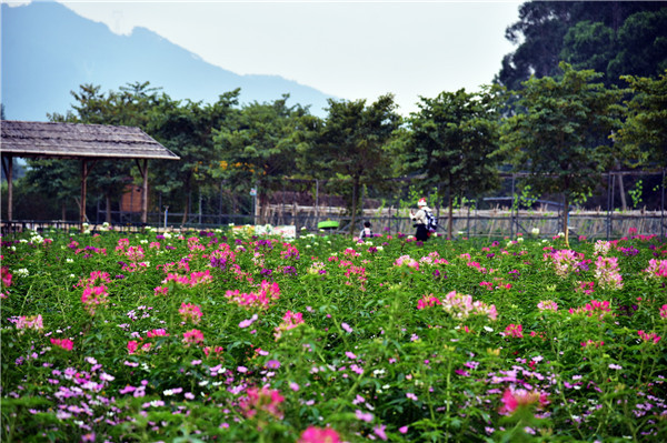 广州花都志惠农场醉蝶花海带来了春姑娘的信笺,元旦约