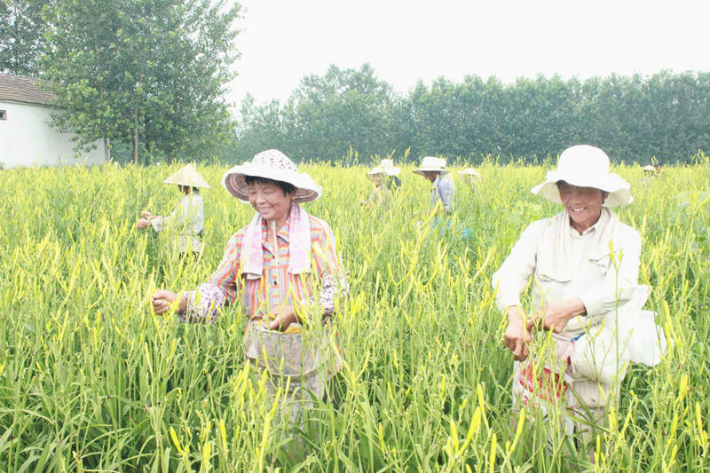 宿豫区"支书领头调结构"年终大比拼 丁嘴"黄花"变"金菜,致富