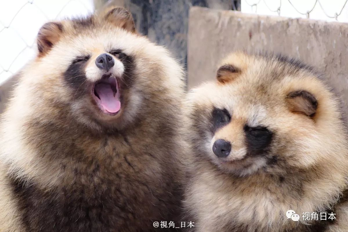 深圳野生动物园动物“情侣们”花式秀恩爱