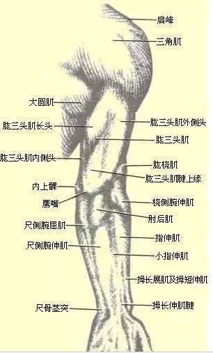 系统解剖学┃ 体表标志