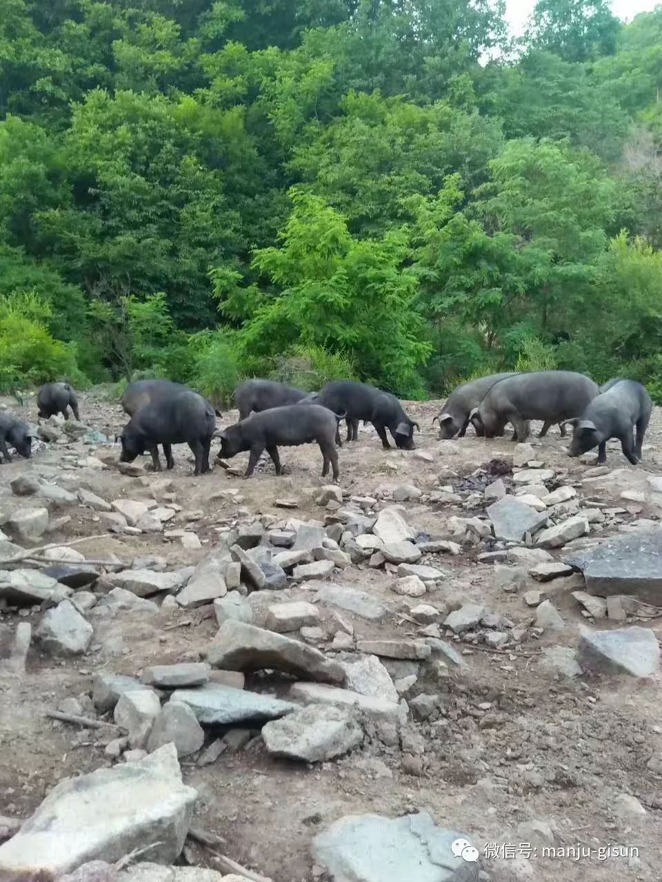 满族传统黑猪及黑猪肉出售 传统散养 无饲料添加 喜闻乐见的放心肉