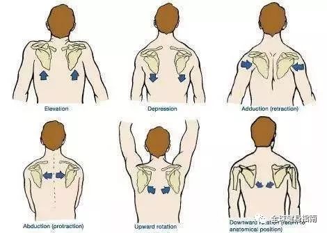 上提下压,内收外展,内旋外旋