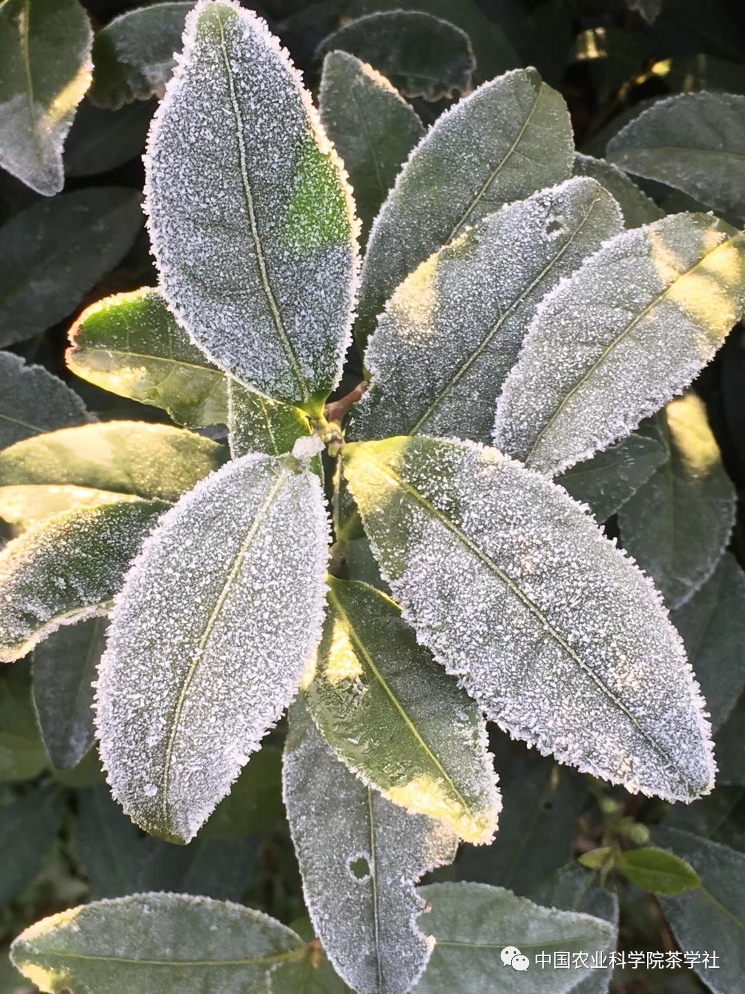 科普贴:网友担心冬季茶园结霜会冻着茶树,专家:没事不用担心