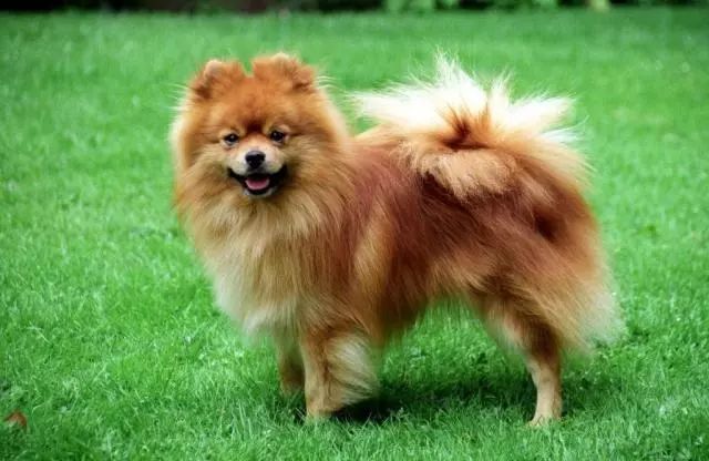 多功能犬组(utility group): 中型狐狸犬(mittle spitz) 小型狐狸犬