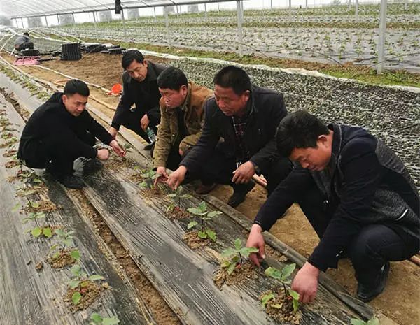 宿豫区"支书领头调结构"年终大比拼 丁嘴"黄花"变"金菜,致富