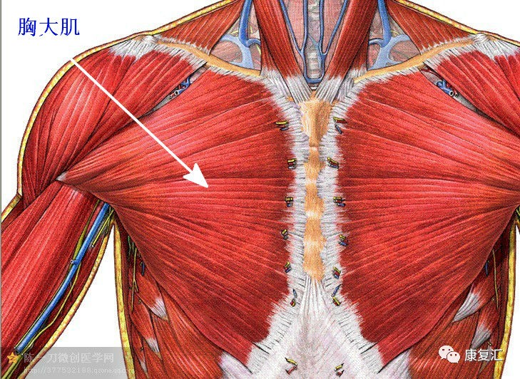 【解剖干货】康复常用肌肉彩图详解,赶快收藏