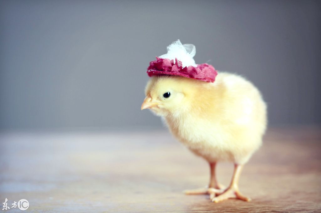 带帽子的萌萌哒小鸡,简直被萌到了,太可爱了