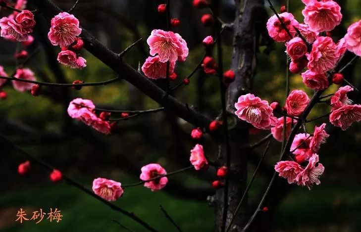 梅花种类大赏析——你不知道的梅花