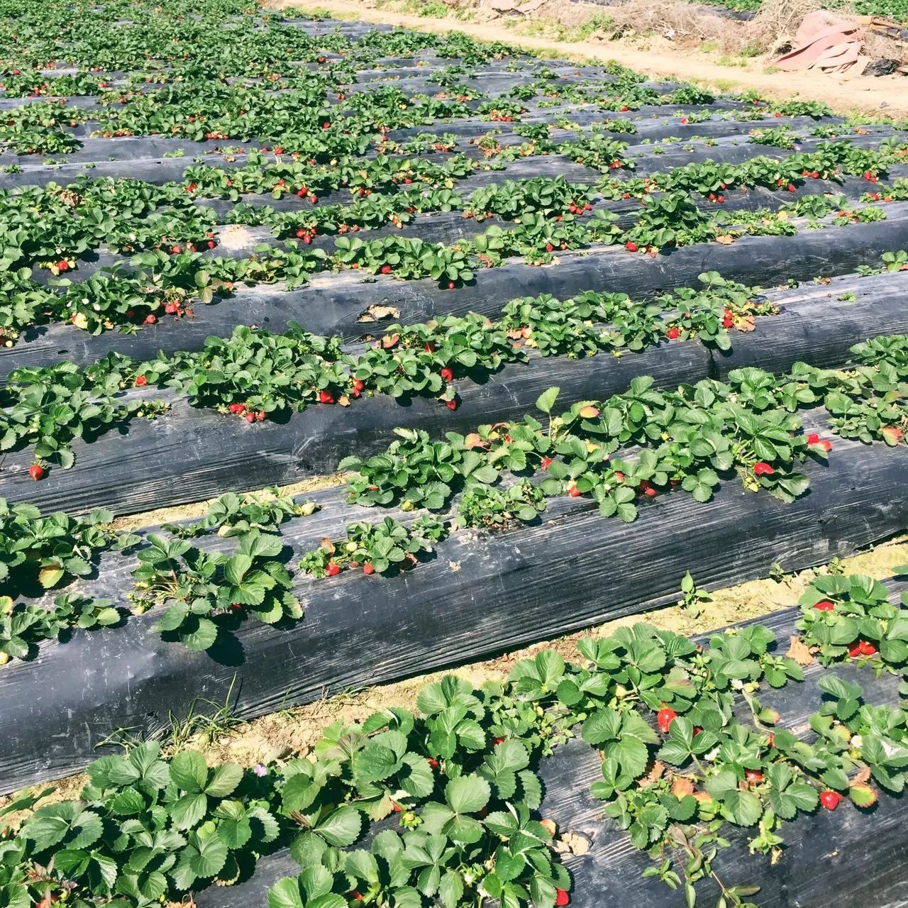 红了16家草莓园整理好啦全深圳摘草莓的地方都在这啦出发吧
