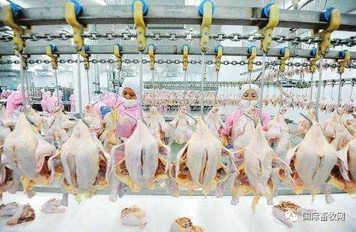 【加工技术】肉鸡屠宰加工主要技术参数分析