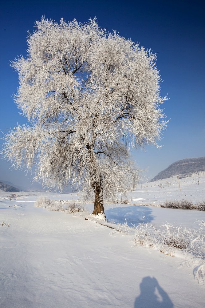 雪白的世界