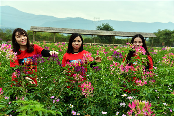 广州花都志惠农场醉蝶花海带来了春姑娘的信笺,元旦约