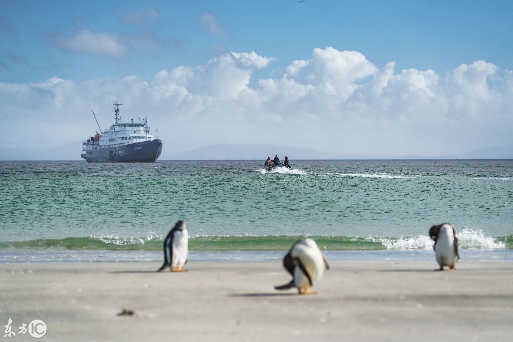 南极桑德斯岛海滩上的龙毛企鹅(图片来自东方ic)