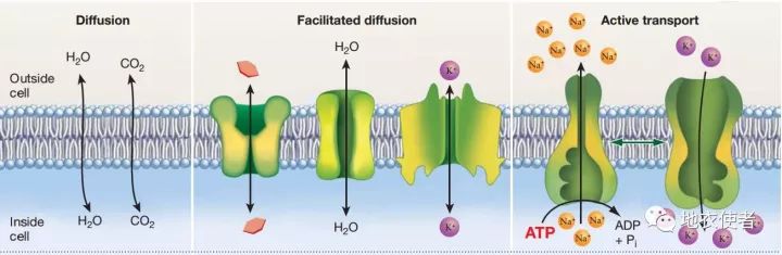 胞吞,胞吐,主动运输与跨膜运输辨析