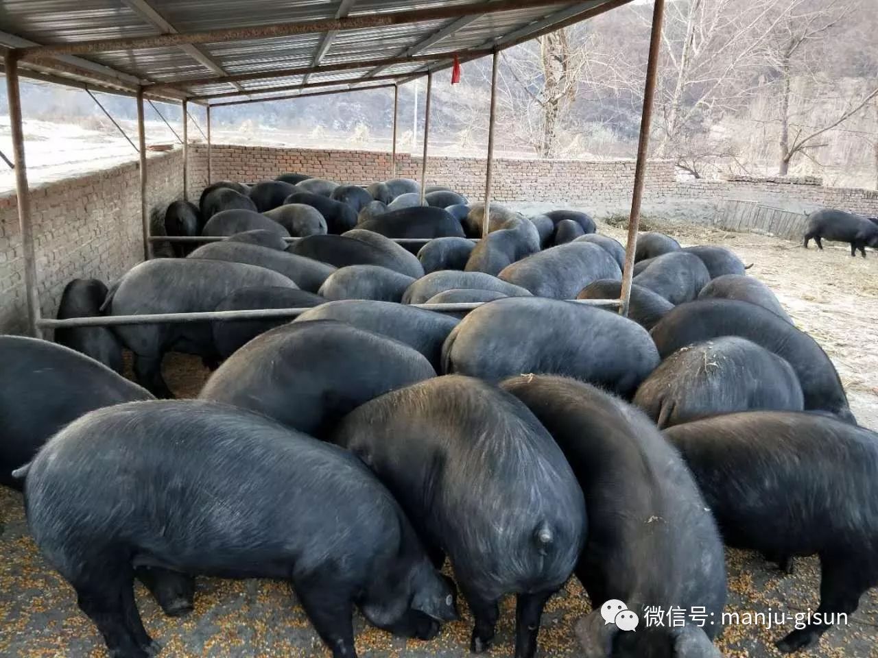 满族传统黑猪及黑猪肉出售 传统散养 无饲料添加 喜闻