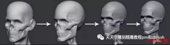 zbrush男性头部的头骨雕刻zbrush教程