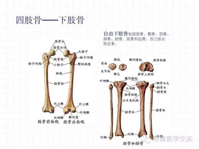 人体系统解剖学运动系统全身骨骼教学视频