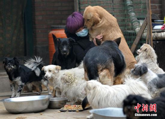 资料图:救助人员正在照顾流浪狗,流浪猫.中新社记者 翟羽佳 摄