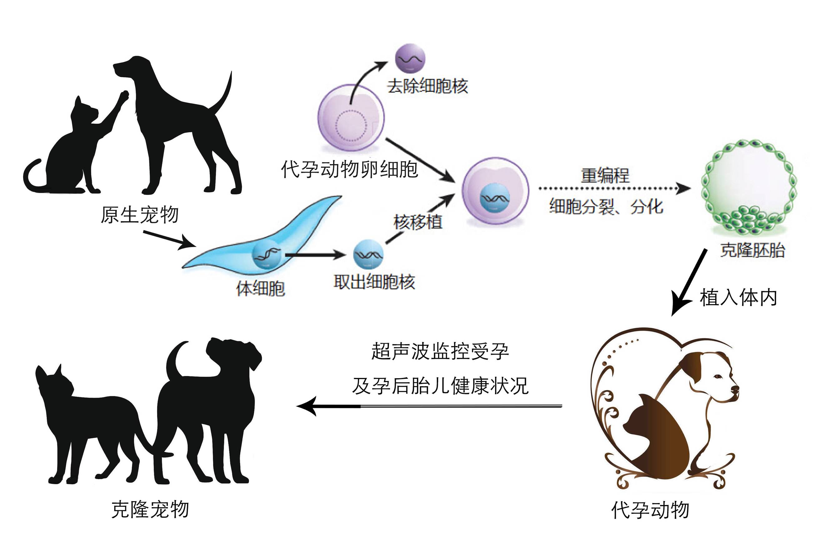 宠物克隆,你知道多少?