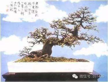 美国《bonsaijournal》杂志(冬季号),对伍宜孙的盆景技法和盆景作品作