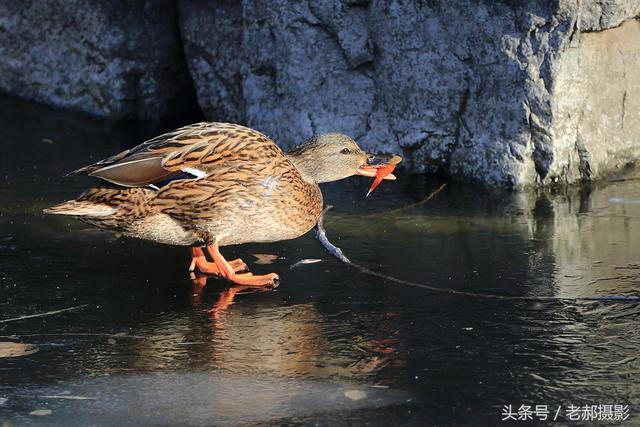 野鸭子吃上大红虾了