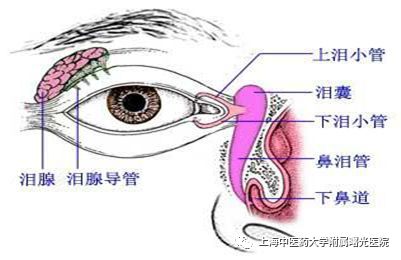 【曙光·科普】拿什么拯救你水汪汪的大眼睛——一位