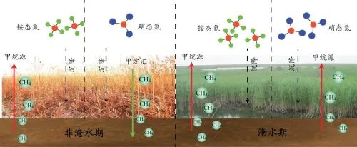 湿地电子驱动甲烷产生机制研究获进展