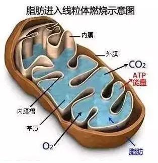 [左旋肉碱效果如何]左旋肉碱到底能不能有助减脂