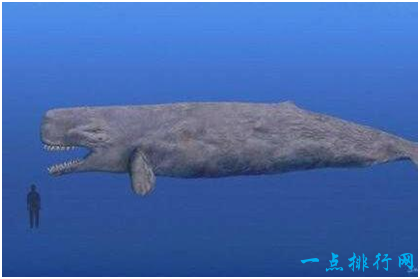 史上最凶猛的鲸,利维坦鲸能捕食须鲸