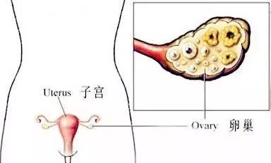 卵巢早衰——让女性「未老先衰」!