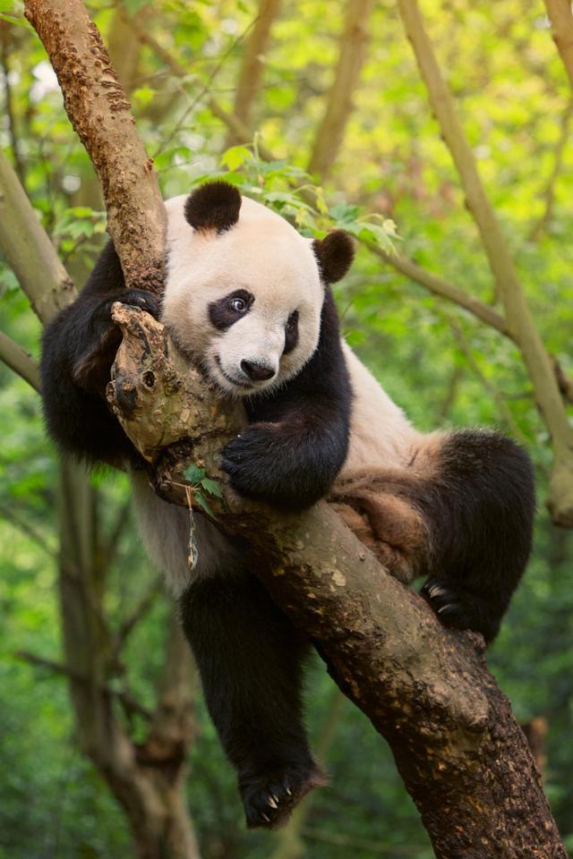 为什么保护大熊猫