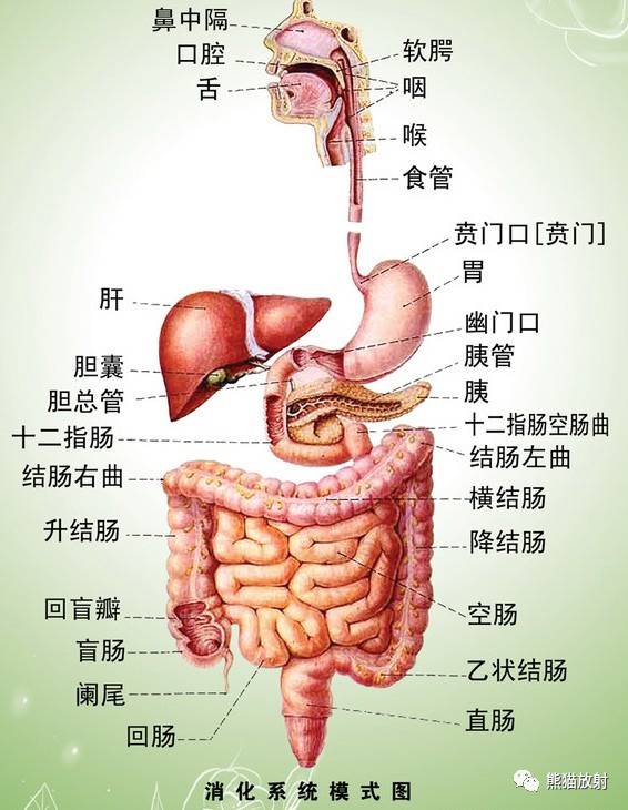 熊猫放射丨【消化系统资料库】