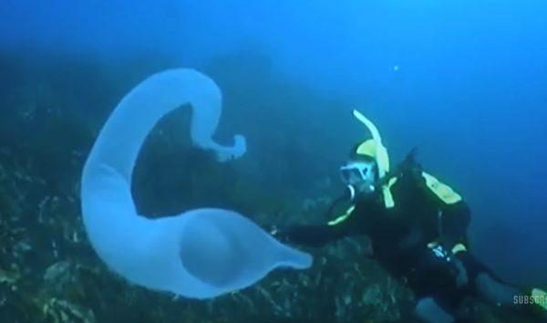 神奇海底生物火体虫,神秘且难以捉摸