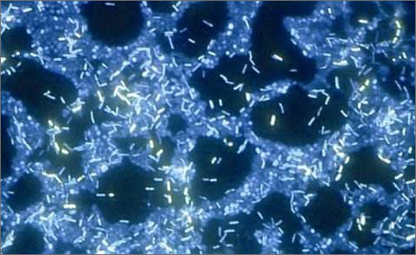 纤维蛋白质,脂蛋白等包裹着的菌细胞的结构群体