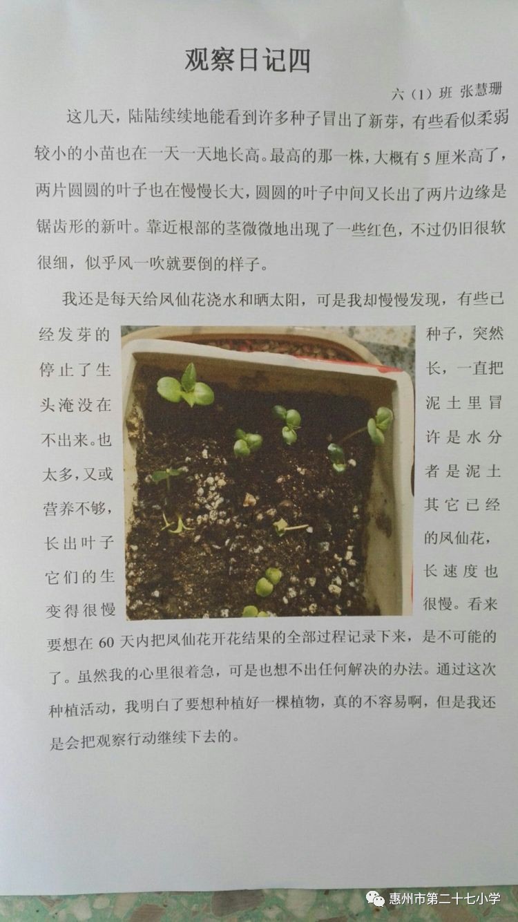 生命的期盼一一植物种植观察日记活动