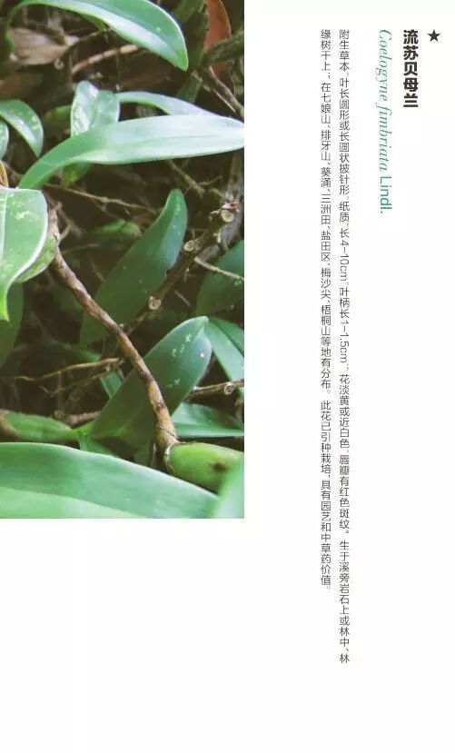 12月26日 | 流苏贝母兰 · 深圳植物日历