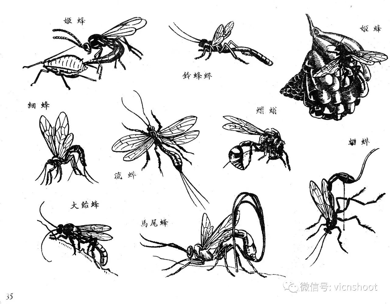 黑白描线稿图——昆虫1