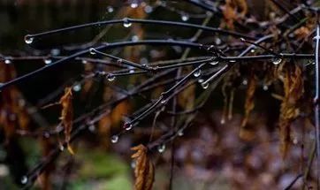 今天有雨,冬天的雨不像夏天那么热烈,却带有自己的孤傲,哪怕一阵绵绵