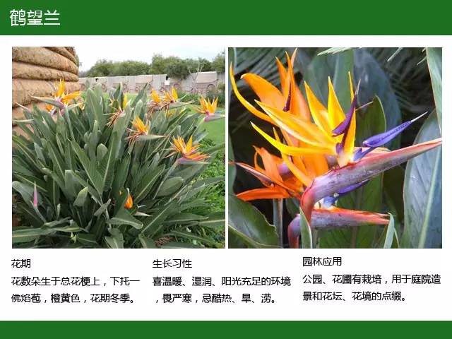 史上最全·全国七大片区常用开花植物集锦