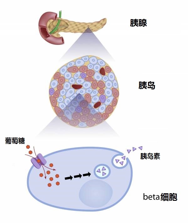 调整两种体内激素:胰岛素和胰高血糖素