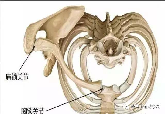 肋骨突出怎么穿搭_肋骨突出图片